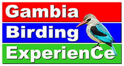 Gambia Birding Experience